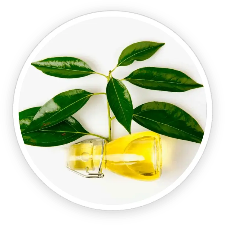 Camphor Oil